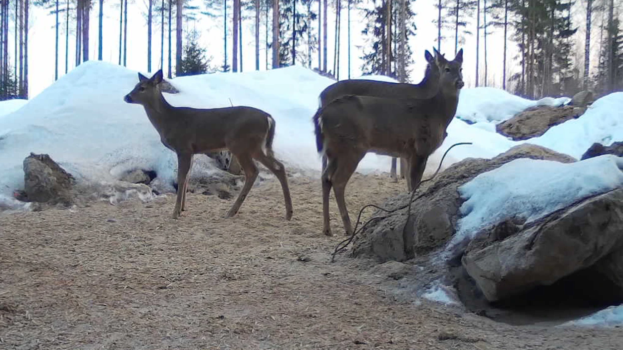 ”Ainoastaan hyvin rajallinen houkutteluruokinta metsästyksen tehostamiseksi on perusteltua”, Leskinen sanoo.