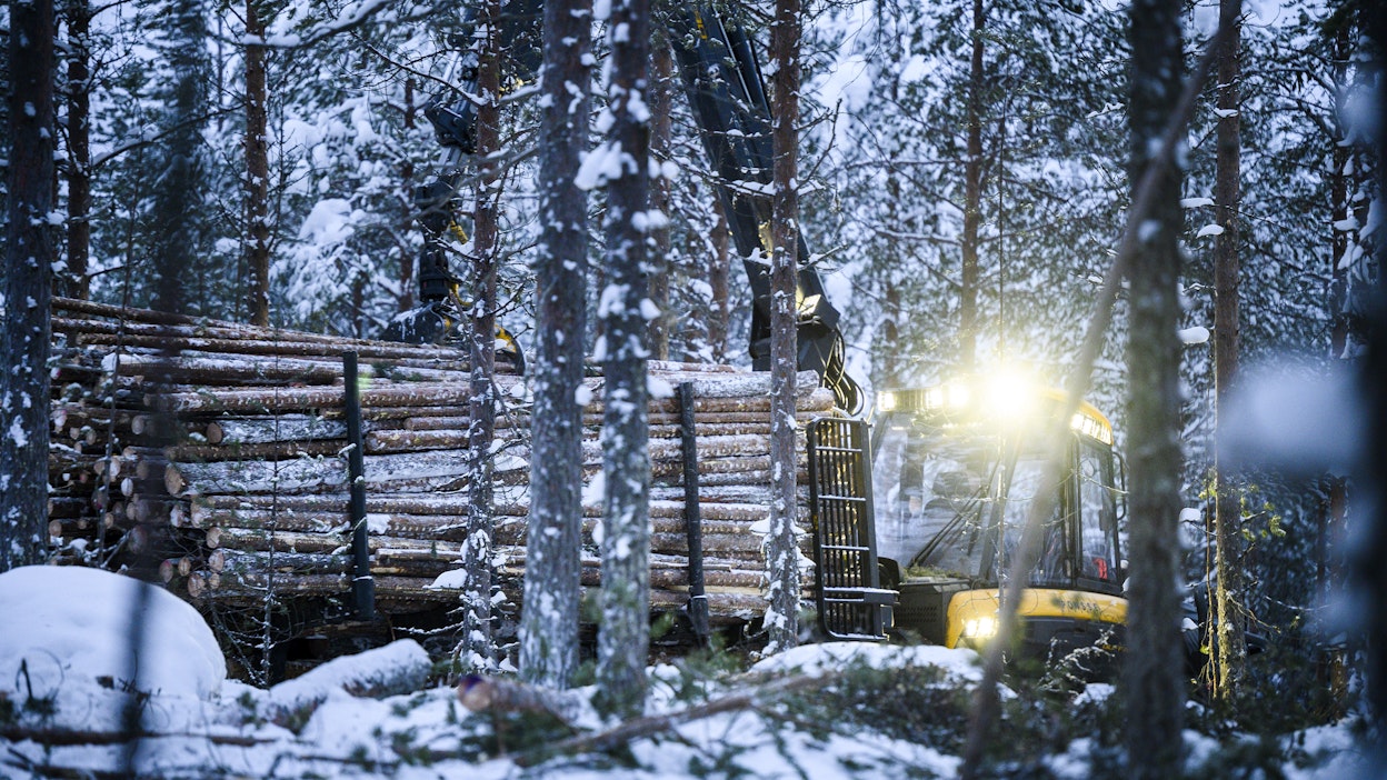 Mai Kivelän mukaan kansallispuistoksi esitettyjä metsiä ei saisi hakata.