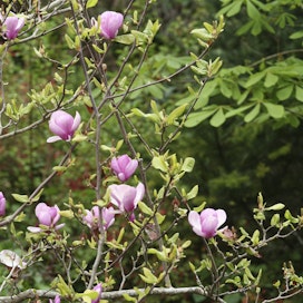Magnolia on keväällä kukkiva pensas tai puu, joka menestyy myös Suomessa, jos se suojataan hyvin. 