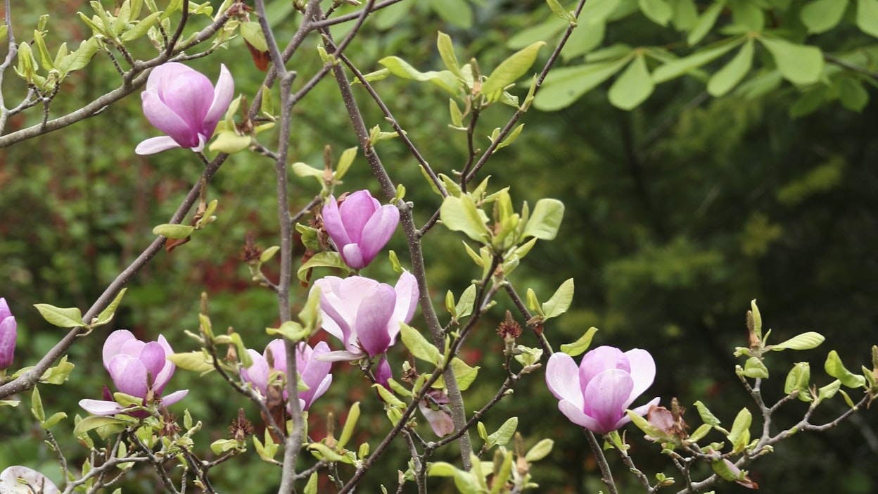 Magnolia on keväällä kukkiva pensas tai puu, joka menestyy myös Suomessa, jos se suojataan hyvin. 