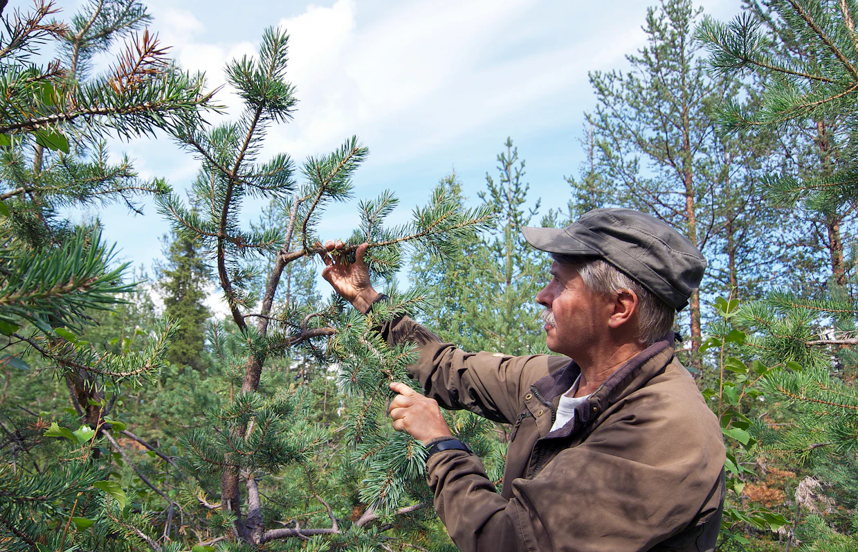 “Voimakas hirvikanta on tehnyt merkittäviä tuhoja moniin taimikkoihin viime vuosina”, metsätalousinsinööri Pekka Kasurinen Sodankylästä sanoo.