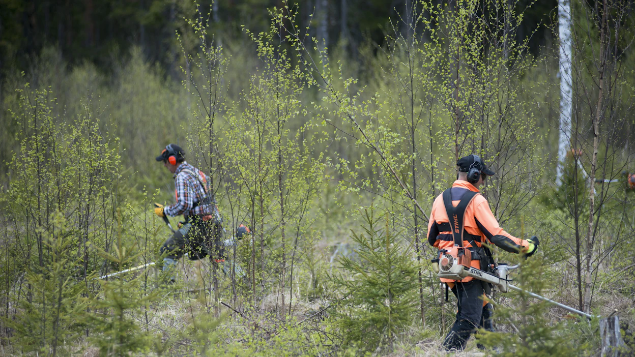 Metsänhoidon tukeen varattu määräraha on loppumassa. Muun maussa tälle vuodelle varattu taimikonhoidon tuki on kohta käytetty. Kuvituskuva.