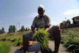 Ghulam Mohammad Mir kylvää riisiä kahden eekkerin pellolleen Kashmirin keskiosan Ganderbalin alueella. Mir sanoo, että luultavasti hänen kuukausien kova työnsä valuu hukkaan, sillä heltymätön helle on kuivattanut maan rutikuivaksi. 