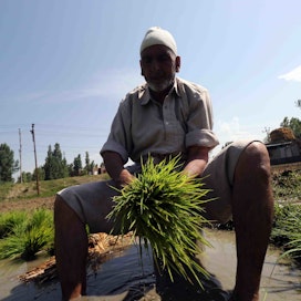 Ghulam Mohammad Mir kylvää riisiä kahden eekkerin pellolleen Kashmirin keskiosan Ganderbalin alueella. Mir sanoo, että luultavasti hänen kuukausien kova työnsä valuu hukkaan, sillä heltymätön helle on kuivattanut maan rutikuivaksi. 