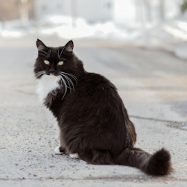 Seurallinen Mila-kissa tulee mielellään mukaan kävelylenkeille ja kirjastoreissuille.
