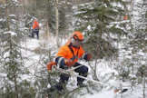 Jos teollisuuden päätuote vaihtuu, mitä metsässä kannattaa kasvattaa ja milloin kaataa?