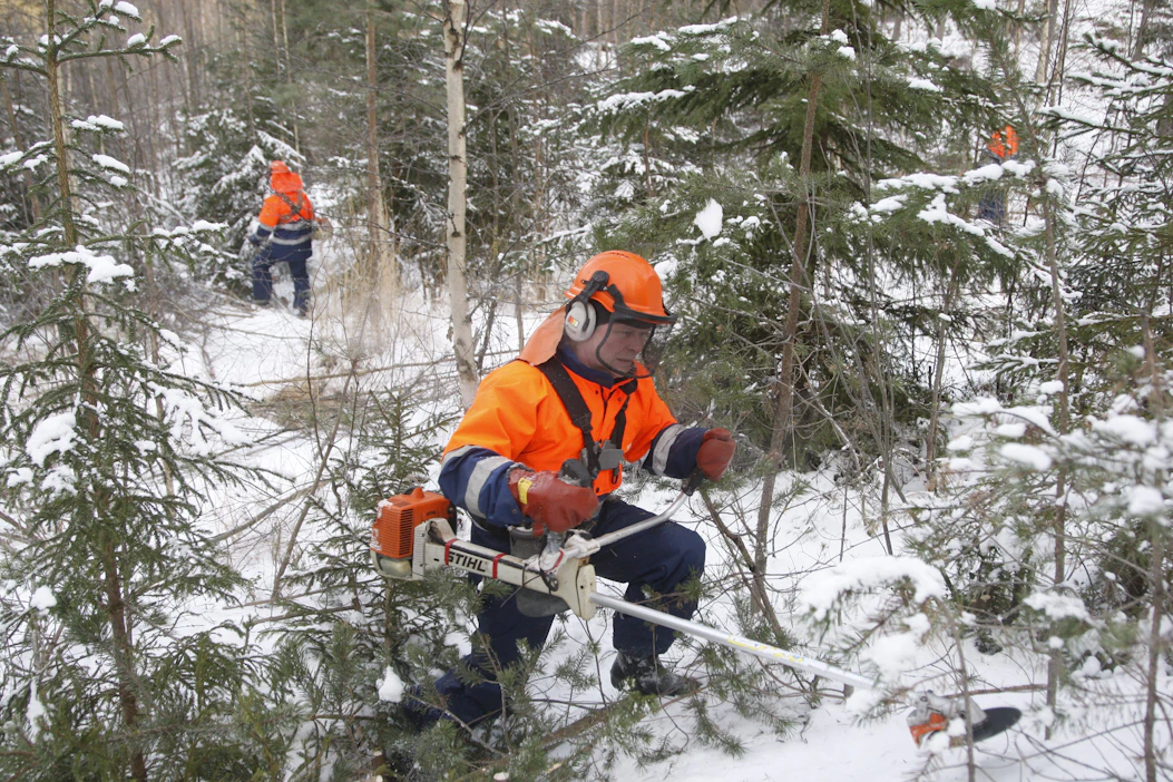 Jos teollisuuden päätuote vaihtuu, mitä metsässä kannattaa kasvattaa ja milloin kaataa?