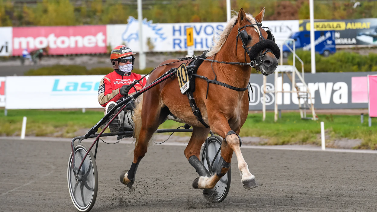 Kyvykäs ja epävarma Villihumu on Oulun avainhevosia. Tuomas Pakkanen on taas rattailla.