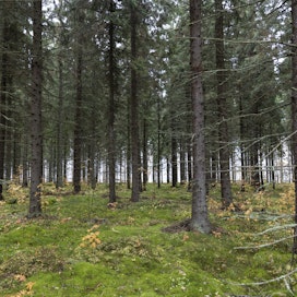 Suomen metsäpolitiikka kuuluu suomalaisille, Etämetsänomistajien liitto painottaa.