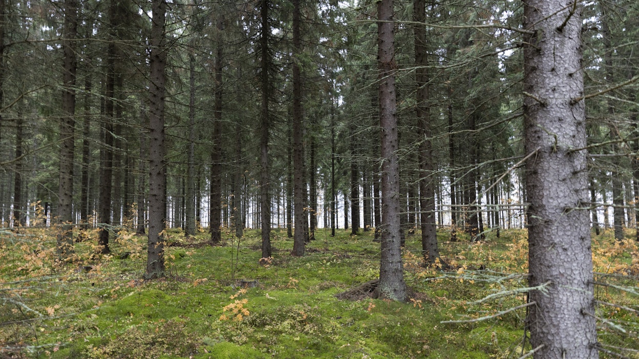 Mitä enemmän metsikössä on eloperäistä ainesta ja mitä ravinteisempi kasvupaikka on, sitä nopeampaa on metsämaan hiilivaraston kasvu.
