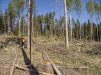 Vuoden 2025 kehysriihessä on luvattu rahaa muun muassa metsätuhojen ennaltaehkäisyyn. Kuvassa tyhjennetään kirjanpainajapyydyksiä.