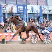 Tuomas Korvenoja tavoittelee lauantaina uransa neljättä Derbyn voittoa Green’s Third Tryn rattailla.