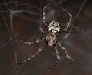 Komea mustavalkoinen kuusimetsien ristihämähäkki Araneus nordmanni sai nimekseen taigaristikki. 