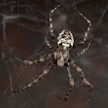 Komea mustavalkoinen kuusimetsien ristihämähäkki Araneus nordmanni sai nimekseen taigaristikki.