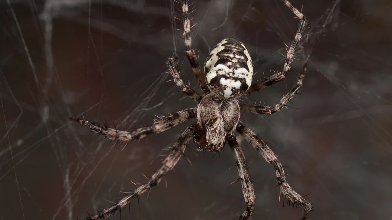 Komea mustavalkoinen kuusimetsien ristihämähäkki Araneus nordmanni sai nimekseen taigaristikki.
