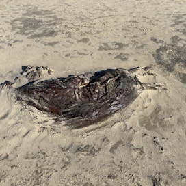 MT:n lukija löysi Hailuodolla rantaan huuhtoutuneen hylkeen jäänteet ja otti niistä kuvan.