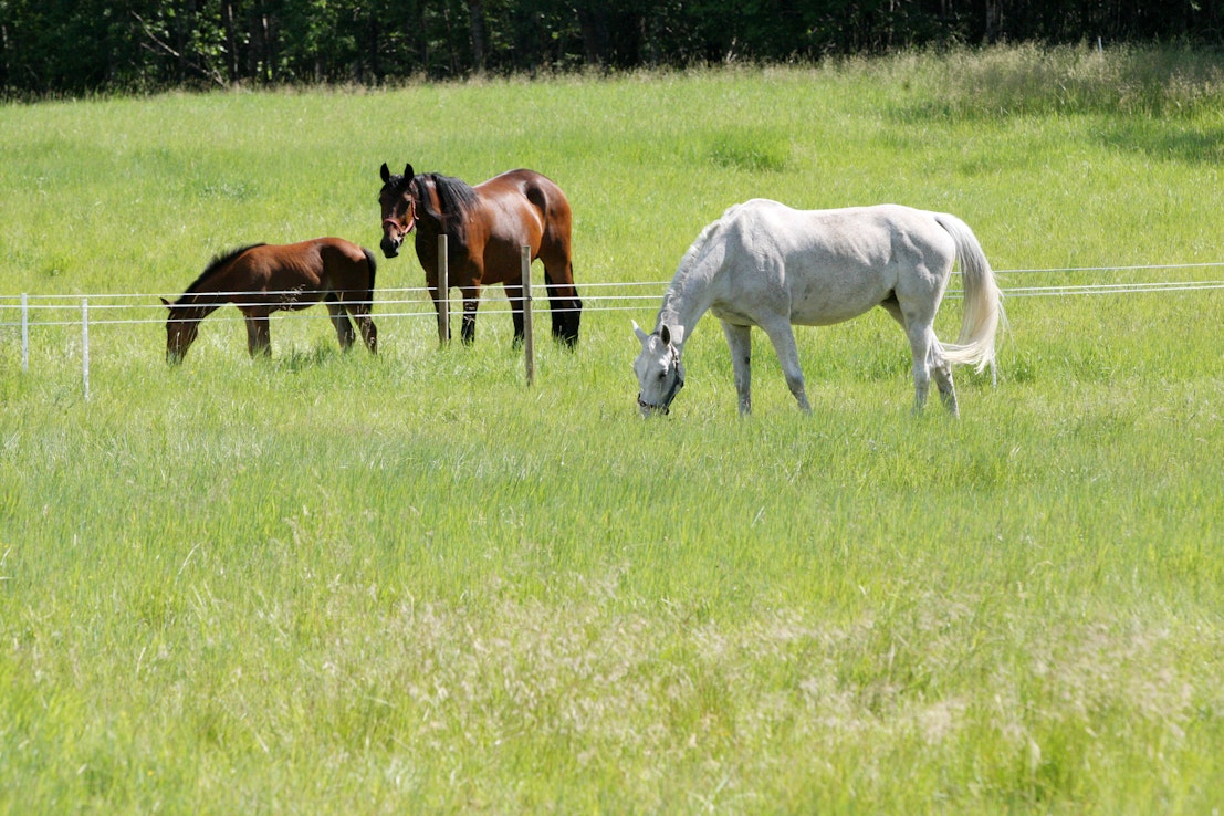 Hevosten hyvinvoinnin toteutumista selvittävän kyselytutkimuksen yksi lähtökohta on saada hevosenomistajien ääni kuuluviin ja tietoa nykytilanteesta kentällä. Kuvituskuva.