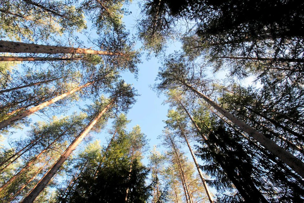Metla on tehnyt tuhkakokeita Muhoksen Leppiniemessä vuodesta 1948 lähtien. Metsään on lisätty tuhkaa 16t/ha. 21.10.2011 Muhos. Kuva Pekka Fali.
Metla Metsä metsälannoitus Muhos Leppiniemi