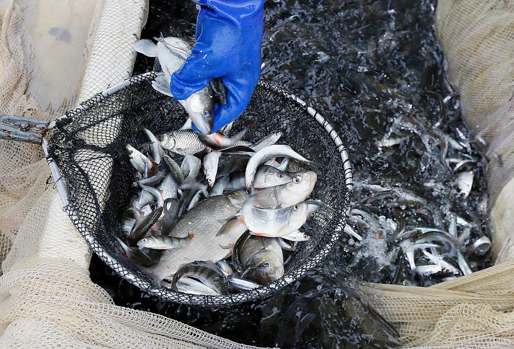 Haaviin on nostettu kalaa nuotasta. Kuva on hoitokalastuksesta Hollolasta parin vuoden takaa.