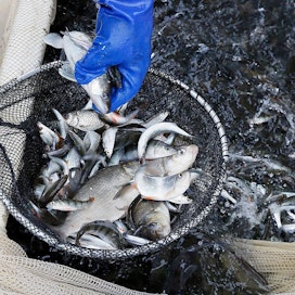 Haaviin on nostettu kalaa nuotasta. Kuva on hoitokalastuksesta Hollolasta parin vuoden takaa.