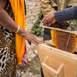 Yhdeksänhenkistä perhettä huoltava ja hiekka-aavikolta pakenemaan joutunut somalialainen Halleima Omar Ali odottaa, että hänen mehiläisyhdyskuntansa alkaisivat tuottaa hunajaa. Lisätulot menevät lasten koulumaksuihin, lääkkeisiin ja ruokaan.