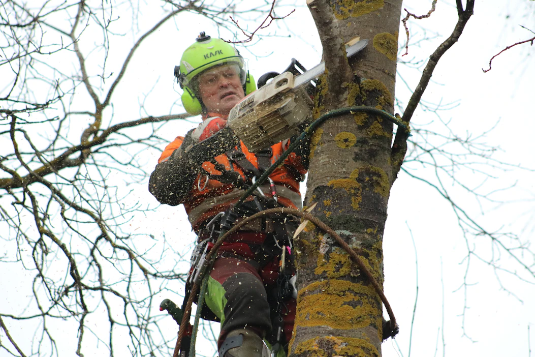Raimo Pääkkö on itseoppinut arboristi. Puunhoitajan varusteisiin kuuluu myös moottorisaha, joten kiipeilykaadot vaativat hyvän suunnittelun lisäksi myös rautaiset hermot.
