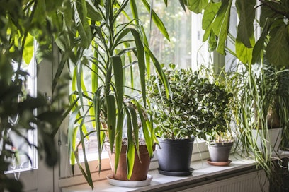 Legionellaan ei voi sairastua kasvien kastelun, rikkaruohojen kitkemisen tai multaisiin juureksiin koskemisen kautta. 