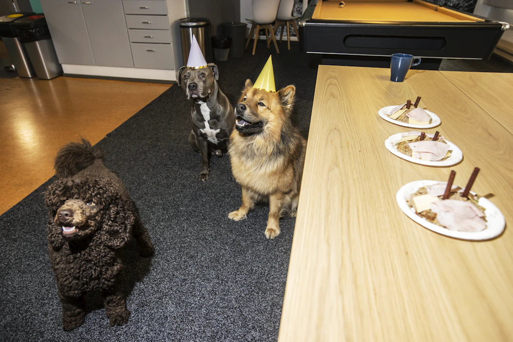 Bruno, Remulus ja synttärisankari Edi odottelivat malttamattomina synttärikakkujaan.