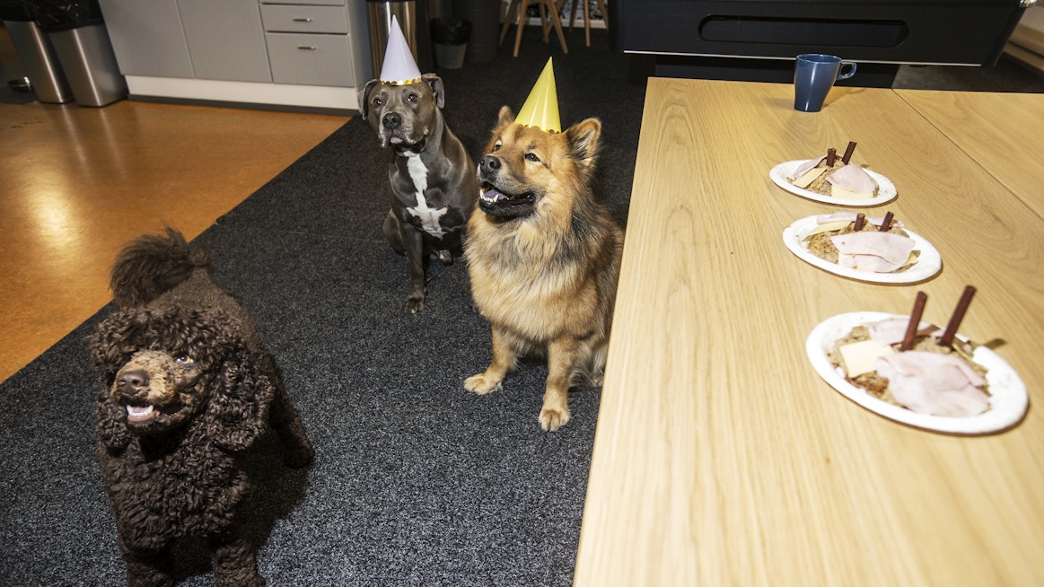 Bruno, Remulus ja synttärisankari Edi odottelivat malttamattomina synttärikakkujaan.