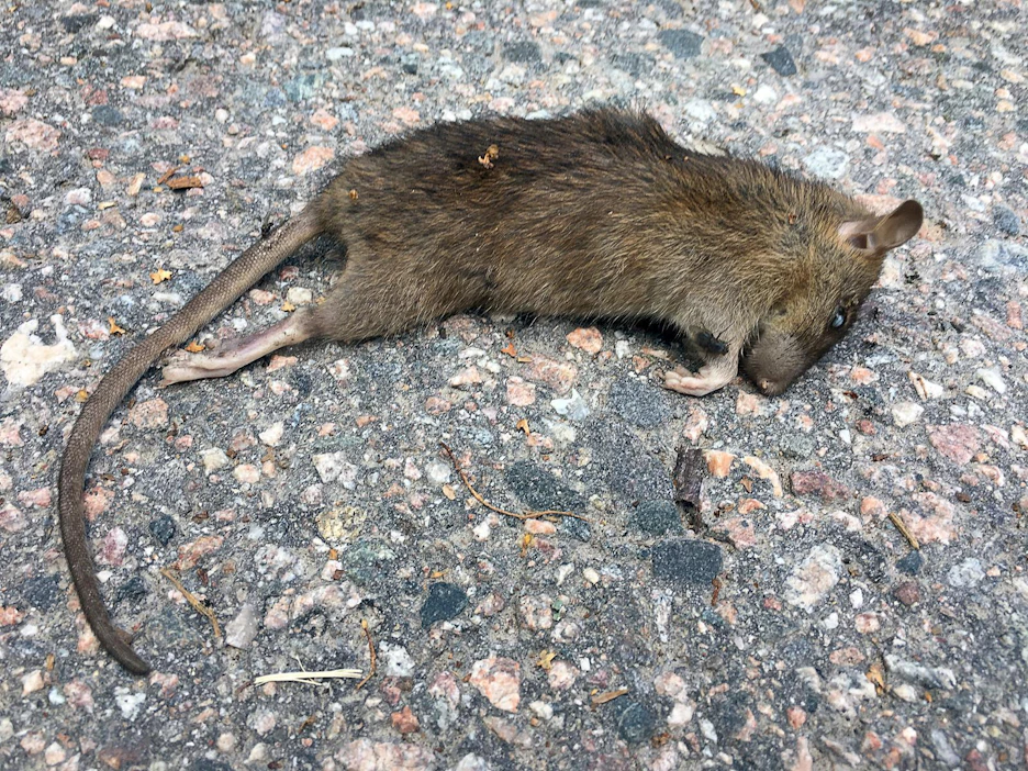 Rotta on yksi viheliäisimpiä vastuksia, kun eläintaudit pyritään pitämään poissa kotieläintilalta.