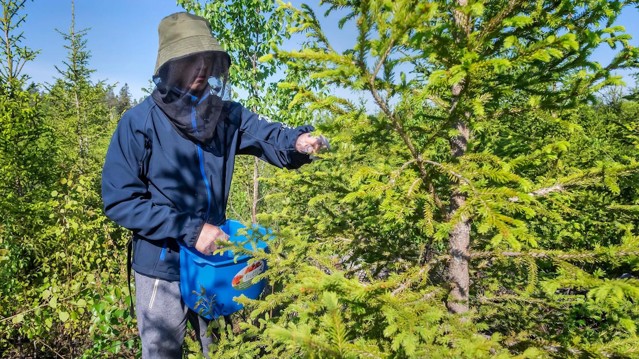 Ylihärmäläinen Einari Rantala oli ensimmäistä kertaa kuusenkerkkiä keräämässä. ”Pari kiloa tunnissa”, 4H-yrittäjä kertoo keruumääränsä. Kerääjälle maksetaan kerkkäkilosta 5–8 euroa.