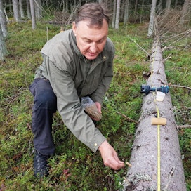 Tutkija Reijo Penttilä istuttaa tippakääpää puoli vuotta sitten kaadettuun kuusen runkoon.