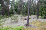 LähiTapiola haluaa kasvattaa yhteismetsänsä Suomen suurimpien joukkoon. Siihen voi liittyä kaikkialta Suomesta.