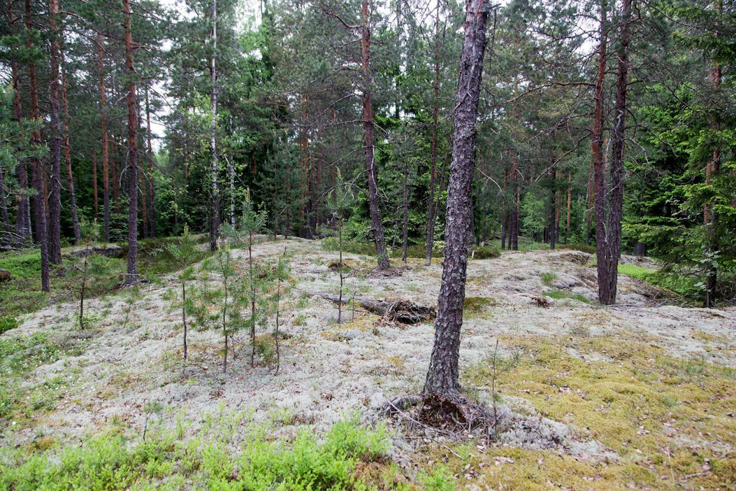 LähiTapiola haluaa kasvattaa yhteismetsänsä Suomen suurimpien joukkoon. Siihen voi liittyä kaikkialta Suomesta.