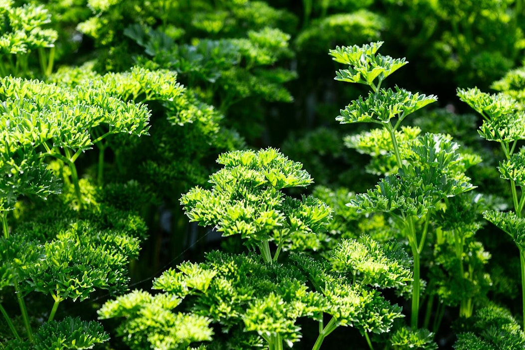 Tukikelpoista persiljakasvustoa. Kuvituskuva.