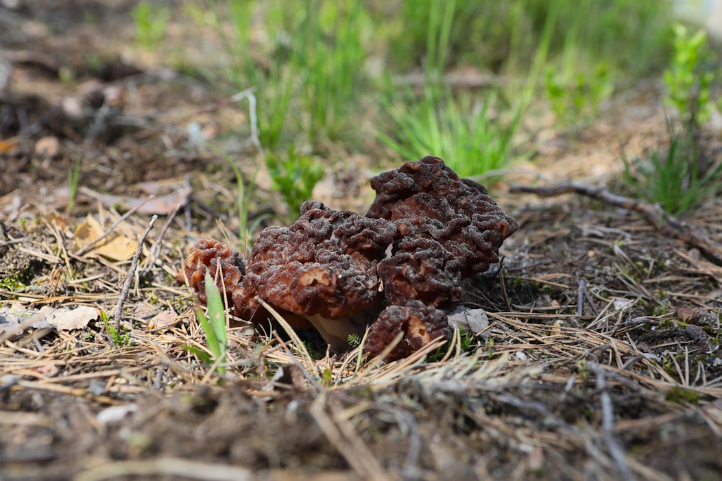 Korvasienet ovat alkukesän herkkuja.