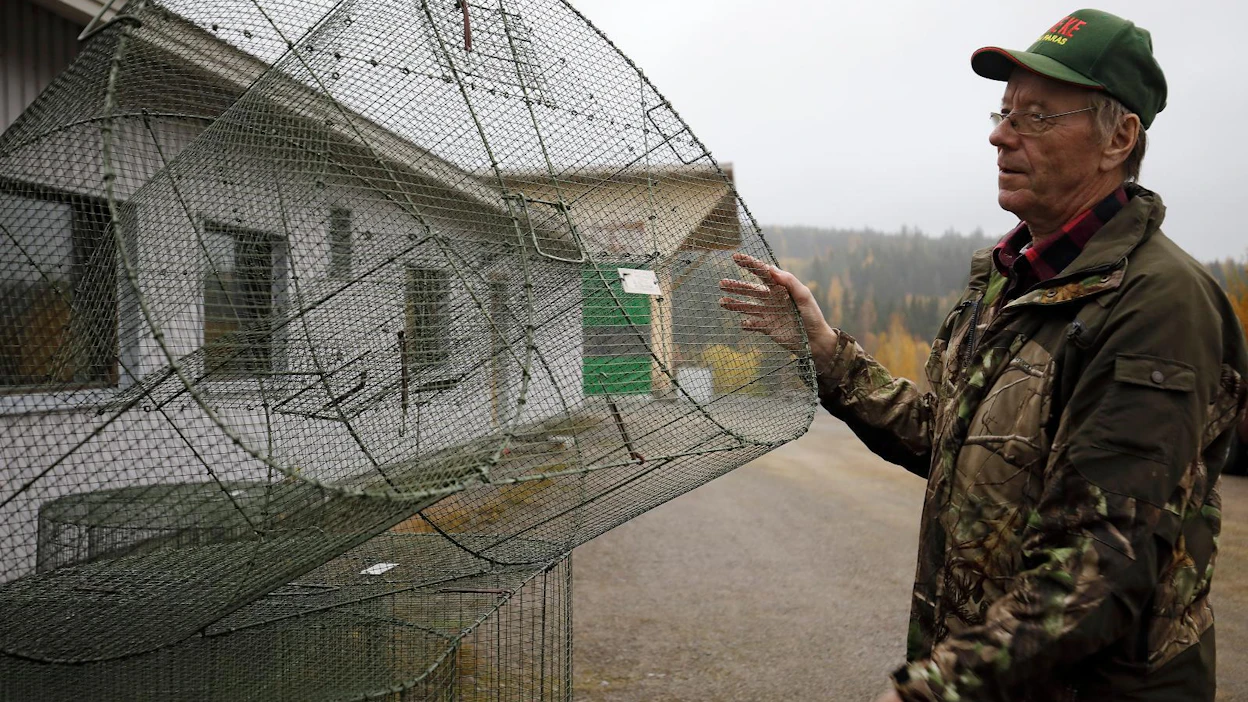 "Kalan uteliaisuutta pitää käyttää hyväksi. Kala ei saa säikkyä katiskaa, vaan sen pitää kiinnostua siitä. Kun kala kiinnostuu, on voitettu jo paljon", Veikko Hakala sanoo.