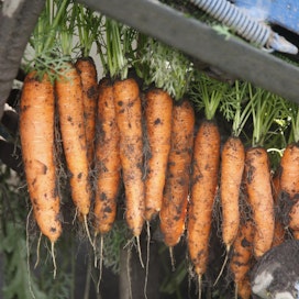 Viljelykokeissa sadonlisäys oli porkkanalla keskimäärin vain neljä prosenttia, kun käytettiin korkeaa fosforilannoitusta.