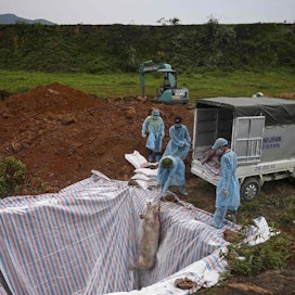 Vietnamilaiset terveysviranomaiset ja eläinlääkärit heittävät kuolleiden sikojen ruhoja kuoppaan maan pääkaupungissa Hanoissa toukokuussa. Vietnamissa sioista on menetetty yli 10 prosenttia afrikkalaisen sikaruton vuoksi.