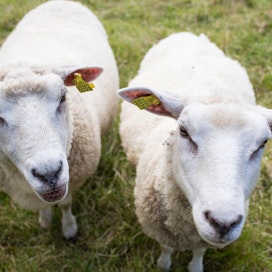 Viikon mittaisen lammaspaimenpestin aikana pääsee muun muassa laskemaan lampaita.