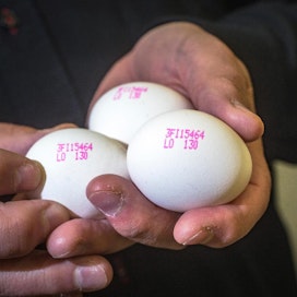 Kananmunien kulutus on Suomessa kasvanut vauhdilla. Nyt mietitään, joko nousu hidastuu vai jatkuuko se esimerkiksi uusien tuotteiden sekä tutkimustulosten vetämänä. Viimeksi on uutisoitu siitä, että kananmunan syönnillä ja pienemmällä diabetes 2 -riskillä on yhteys.