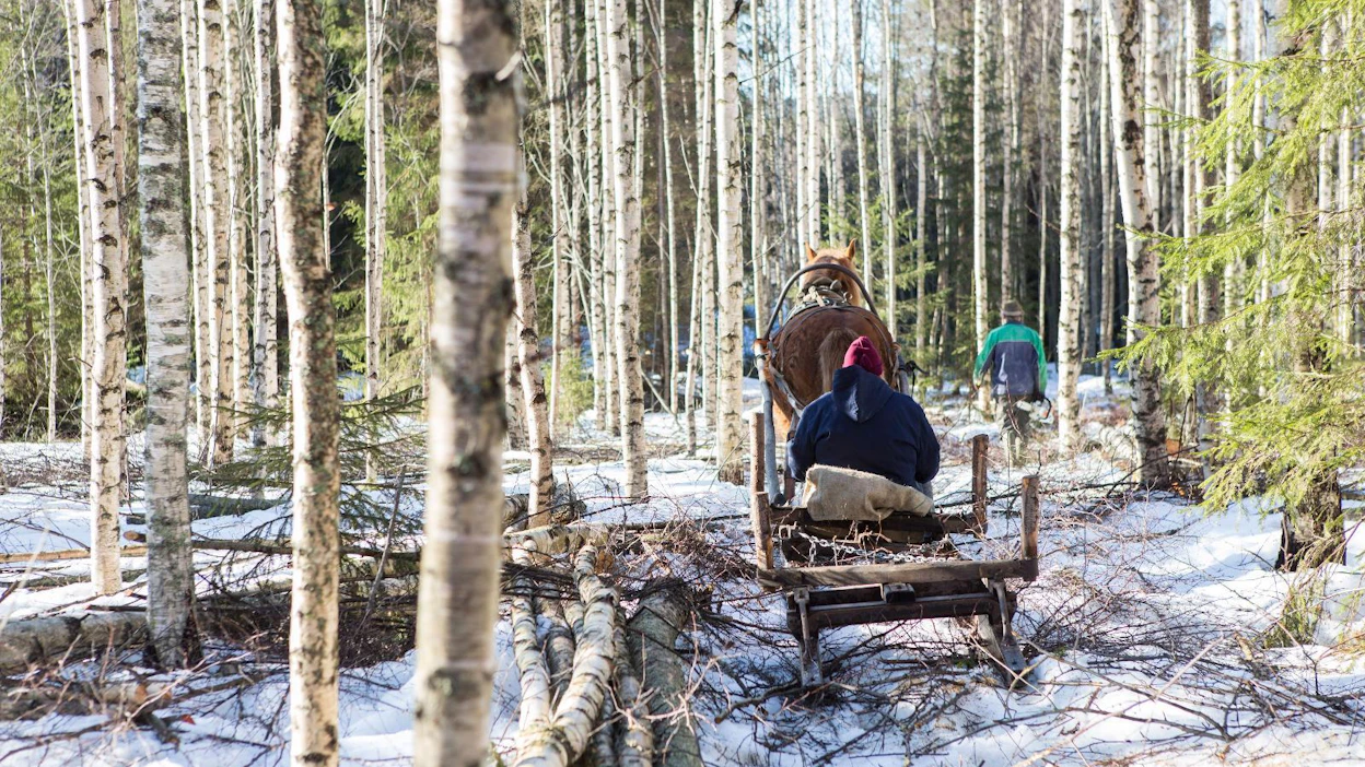 ”Papan kanssa mentiin hevospelillä tukinajoon. Kaksi järveä oli ylitettävä tällä noin kolmen kilometrin matkalla, ennen kuin päästiin tukin päähän kiinni. 50-luvun hämäläisessä korpimetsässä se tiesi 8–10-vuotiaalle pojalle kylmää kyytiä”, kirjoittaja muistelee.