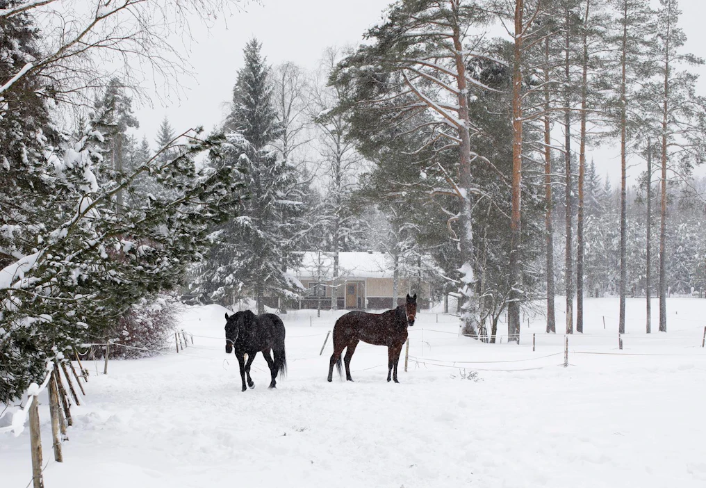 Hevostalleilla varaudutaan uuteenvuoteen ottamalla hevoset jo iltapäivällä sisään. Toisaalta varsinkin pihatossa hevoset saattavat myös seurata uuttavuotta rauhassa, kunhan tulitteet suuntautuvat niistä riittävän kauas.