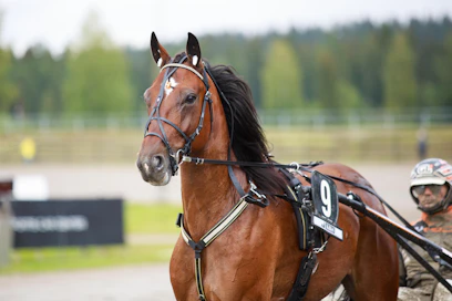 Astrum ja Antti Veteläinen ovat Magic Monday -illassa paljon vartijoina. Kaksikko tähyilee tiukasti jo Solvallan 5. helmikuuta ravattaviin 75-finaaleihin.