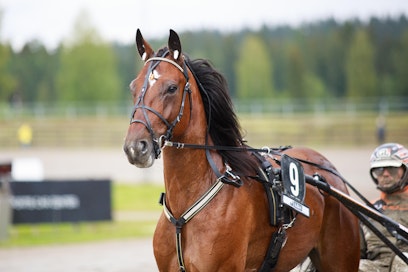 Astrum ja Antti Veteläinen ovat Magic Monday -illassa paljon vartijoina. Kaksikko tähyilee tiukasti jo Solvallan 5. helmikuuta ravattaviin 75-finaaleihin.