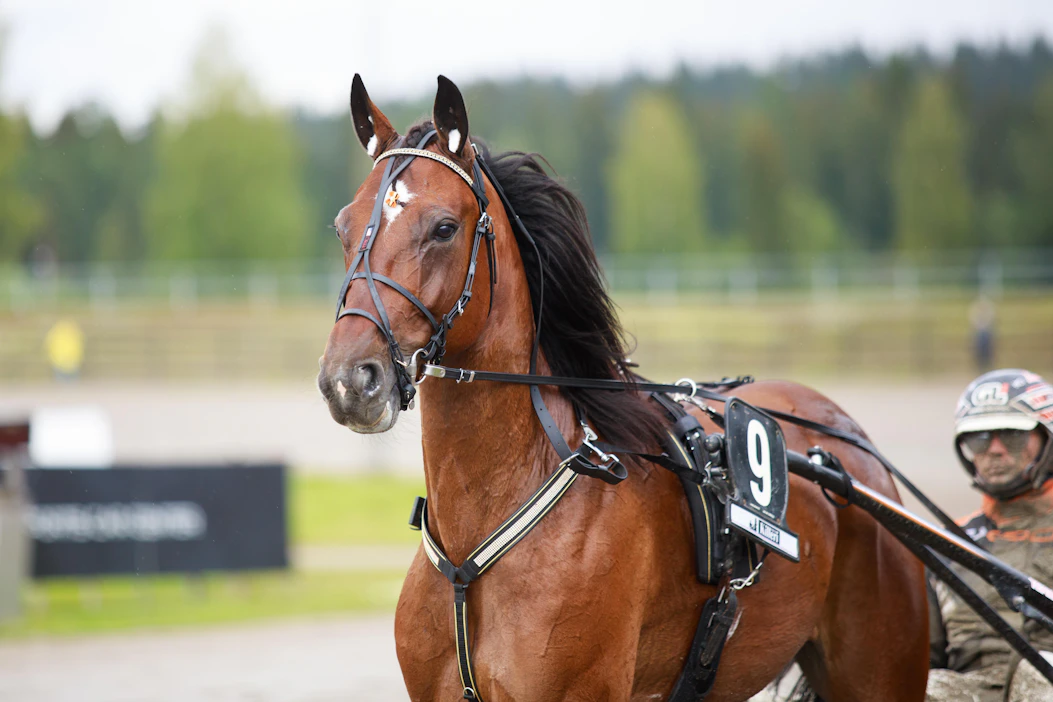 Astrum ja Antti Veteläinen ovat Magic Monday -illassa paljon vartijoina. Kaksikko tähyilee tiukasti jo Solvallan 5. helmikuuta ravattaviin 75-finaaleihin.