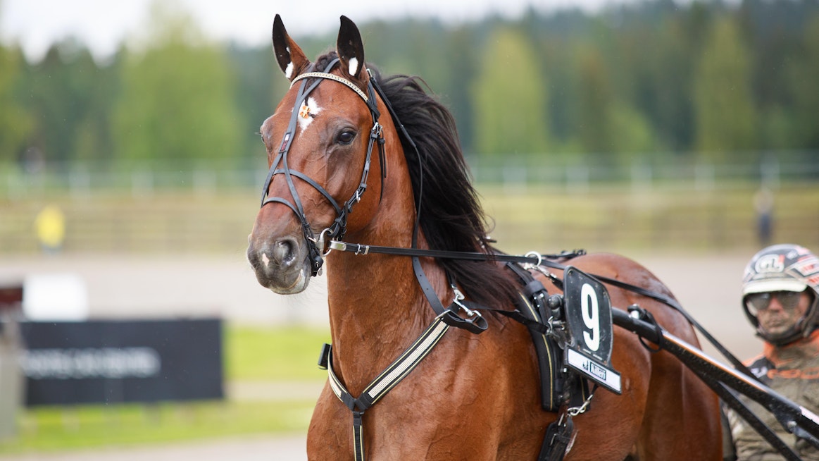 Astrum ja Antti Veteläinen ovat Magic Monday -illassa paljon vartijoina. Kaksikko tähyilee tiukasti jo Solvallan 5. helmikuuta ravattaviin 75-finaaleihin.