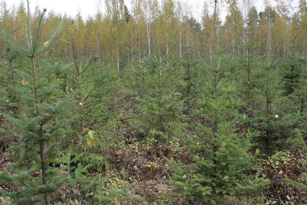 Metsitykseen kelpaavia kohteita löytyy muun muassa joutomailta ja sähkölinjoilta.