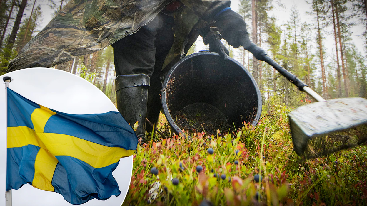 Kuten Suomessa, myös Ruotsissa kielteinen kausityölupapäätös perustuu usein epäilykseen siitä, ette poimijan vastaanottavan yritys pysty varmentamaan riittäviä työolosuhteita tai maksamaan vaadittuja palkkoja.