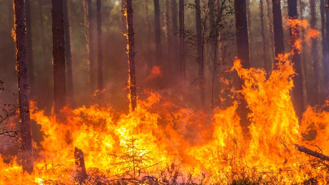 Helle ja metsäpalot ovat riivanneet Kanadaa. Arkistokuva.